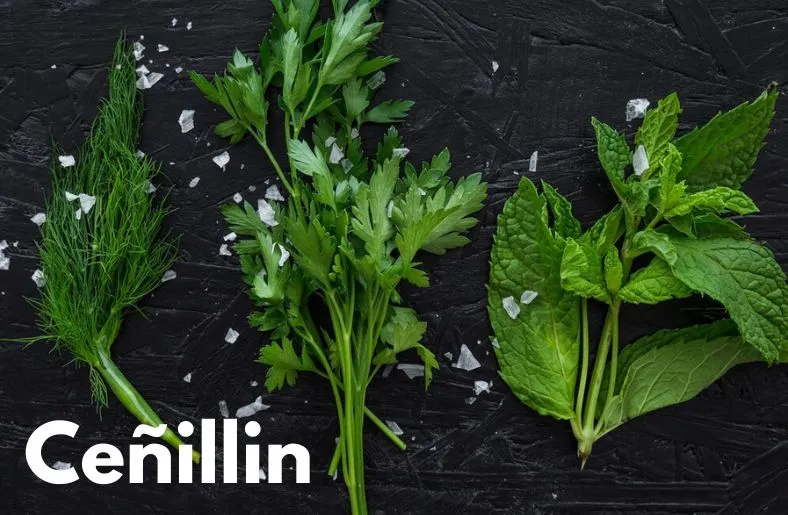 Ceñillin: Unlocking Health and Culinary Benefits