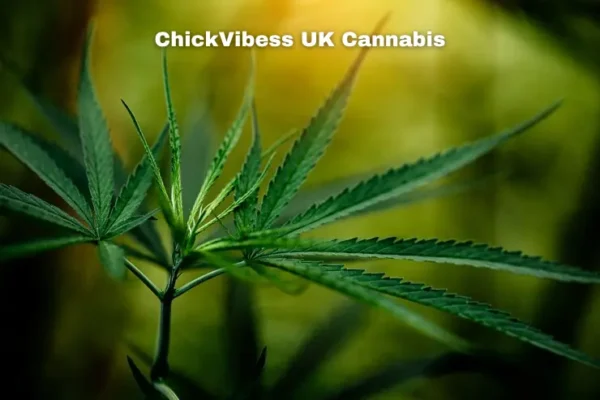 ChickVibess UK Cannabis