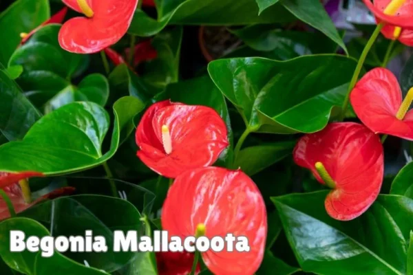 Begonia Mallacoota: Care, Benefits & Tips