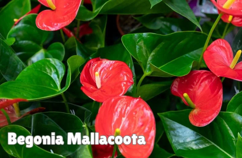 Begonia Mallacoota: Care, Benefits & Tips