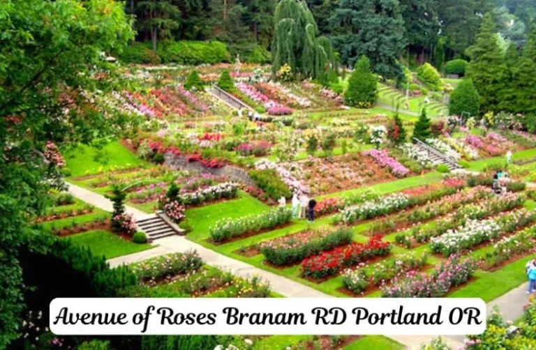Avenue of Roses Branam Rd Portland OR: Explore Nature’s Beauty